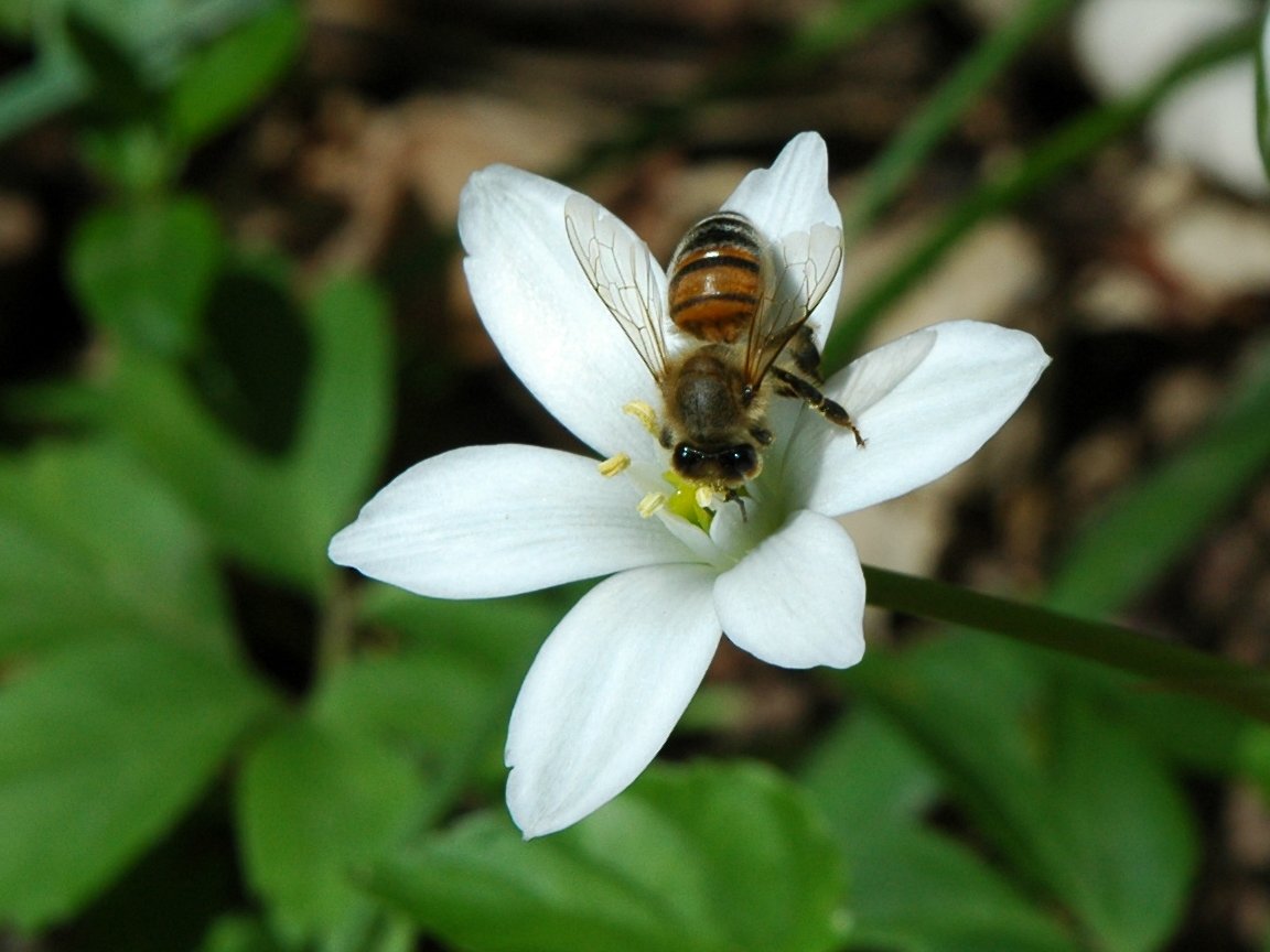 Insetto 05 08 - Apis mellifera